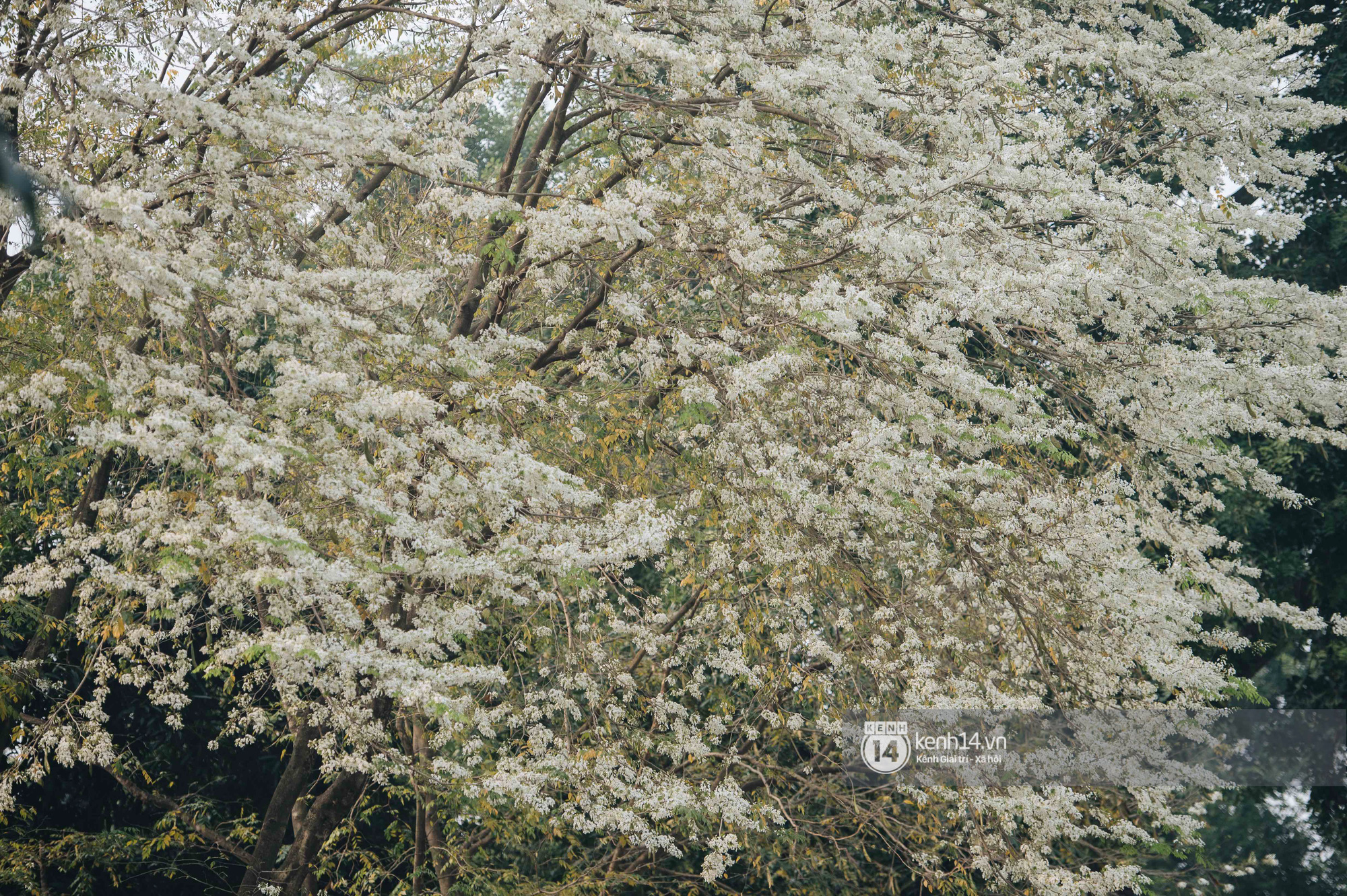 Chưa đến tháng 3, hoa sưa đã nở trắng trời: Lại một mùa hoa rất tình và rất Hà Nội! - Ảnh 17.