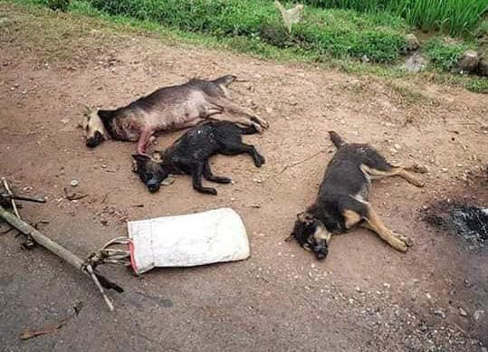 Vụ trộm chó bị đốt xe, đánh tử vong: Cả 2 đã từng bị đánh vì đi trộm chó - Ảnh 1.
