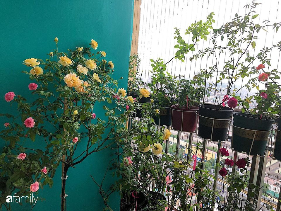 Ban công 3m² phủ kín hồng rực rỡ nhờ bàn tay đảm đang chăm bón hàng ngày của mẹ trẻ ở Hà Nội - Ảnh 1. Ban công 3m² phủ kín hồng rực rỡ nhờ bàn tay đảm đang chăm bón hàng ngày của mẹ trẻ ở Hà Nội - Ảnh 1.