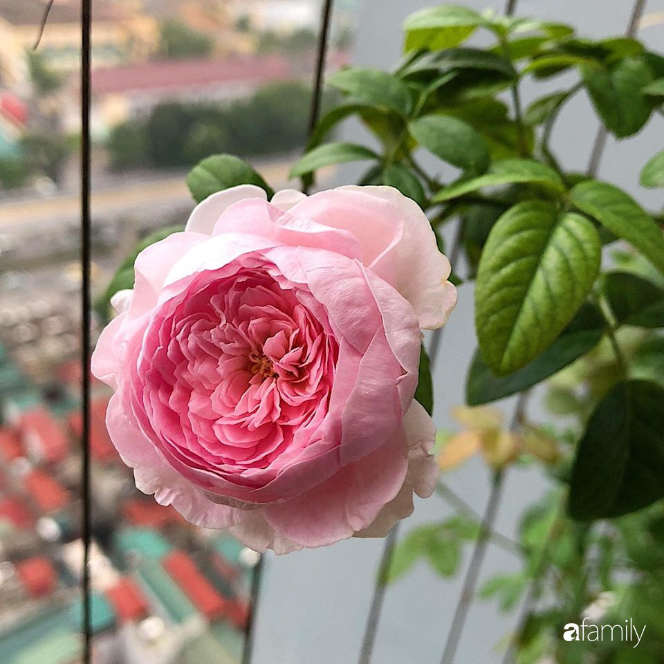 Ban công 3m² phủ kín hồng rực rỡ nhờ bàn tay đảm đang chăm bón hàng ngày của mẹ trẻ ở Hà Nội - Ảnh 4. Ban công 3m² phủ kín hồng rực rỡ nhờ bàn tay đảm đang chăm bón hàng ngày của mẹ trẻ ở Hà Nội - Ảnh 4.
