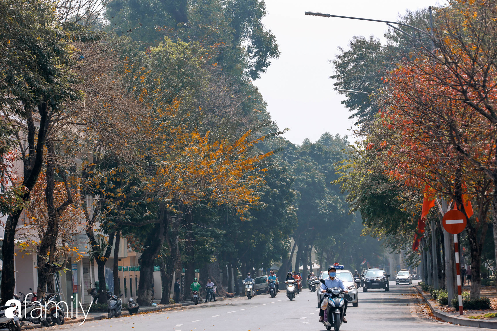 Hà Nội tháng Ba mà cứ ngỡ thu về, bởi vừa có nắng vàng dịu ngọt, vừa có thảm lá vàng "đi lạc" sau giấc ngủ đông - Ảnh 13. Hà Nội tháng Ba mà cứ ngỡ thu về, bởi vừa có nắng vàng dịu ngọt, vừa có thảm lá vàng "đi lạc" sau giấc ngủ đông - Ảnh 13.