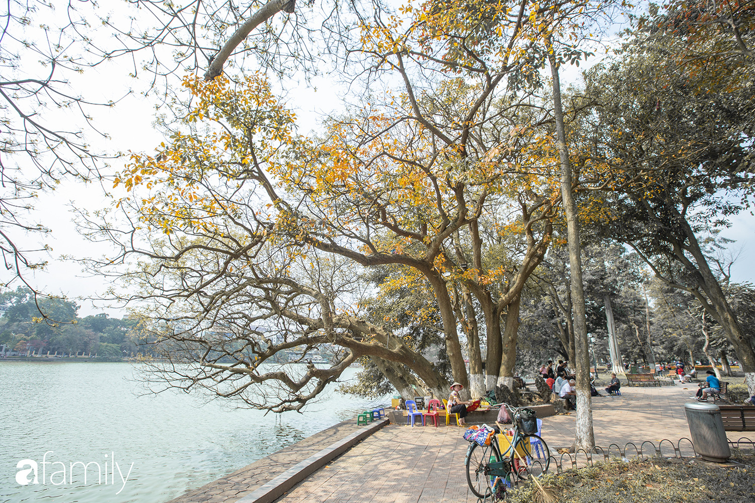 Hà Nội tháng Ba mà cứ ngỡ thu về, bởi vừa có nắng vàng dịu ngọt, vừa có thảm lá vàng "đi lạc" sau giấc ngủ đông - Ảnh 8. Hà Nội tháng Ba mà cứ ngỡ thu về, bởi vừa có nắng vàng dịu ngọt, vừa có thảm lá vàng "đi lạc" sau giấc ngủ đông - Ảnh 8.