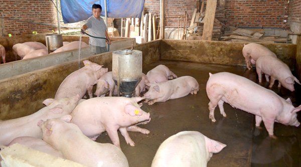 Bộ Nông nghiệp nói gì về giá thịt lợn trong bối cảnh dịch Covid-19? - Ảnh 1.