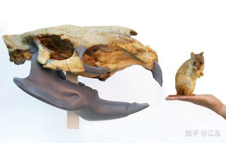 Loài chuột cổ đại lớn nhất từng tồn tại trên Trái Đất có thể đạt kích thước tương đương với một con bò tót - Ảnh 5.