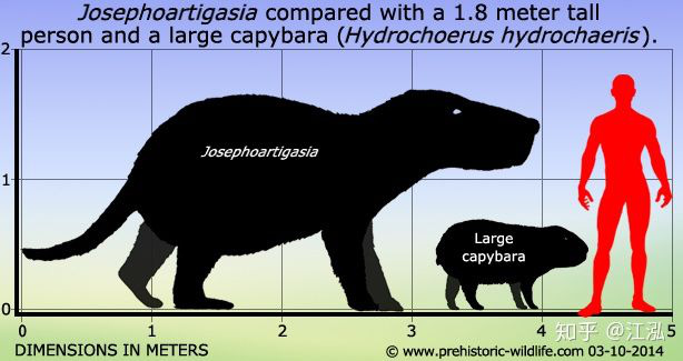 Loài chuột cổ đại lớn nhất từng tồn tại trên Trái Đất có thể đạt kích thước tương đương với một con bò tót - Ảnh 7.