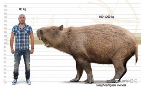 Loài chuột cổ đại lớn nhất từng tồn tại trên Trái Đất có thể đạt kích thước tương đương với một con bò tót - Ảnh 6.