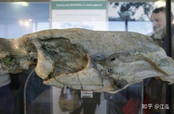 Loài chuột cổ đại lớn nhất từng tồn tại trên Trái Đất có thể đạt kích thước tương đương với một con bò tót - Ảnh 3.