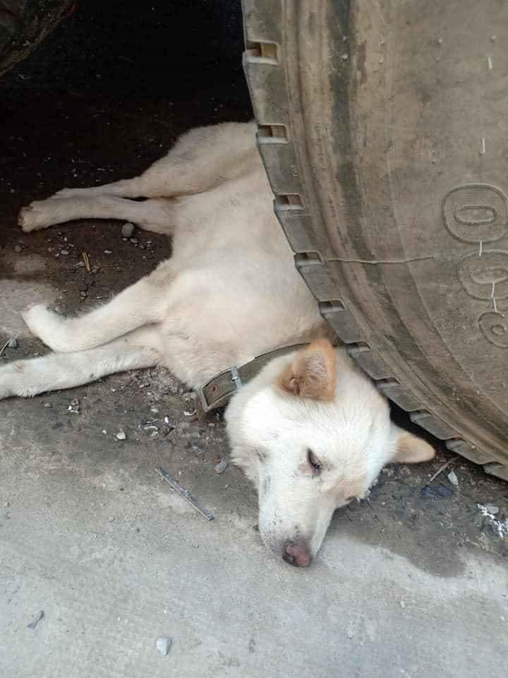 Hình ảnh chú chó trắng nằm bất động dưới bánh xe bồn, ai đi qua cũng xót thương cho đến khi sự thật bất ngờ được hé lộ - Ảnh 2.
