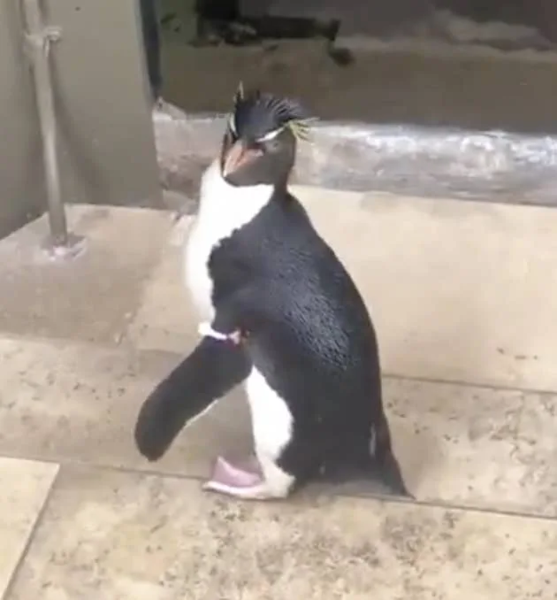 Thủy cung lớn nhất thế giới đóng cửa, chim cánh cụt được thả rông để đi thăm anh em động vật hoang dã khác - Ảnh 3.