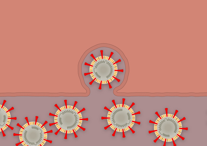 [Infographic] Covid-19 lây nhiễm tế bào phổi như thế nào? Tại sao nó lại nguy hiểm vậy? - Ảnh 9.