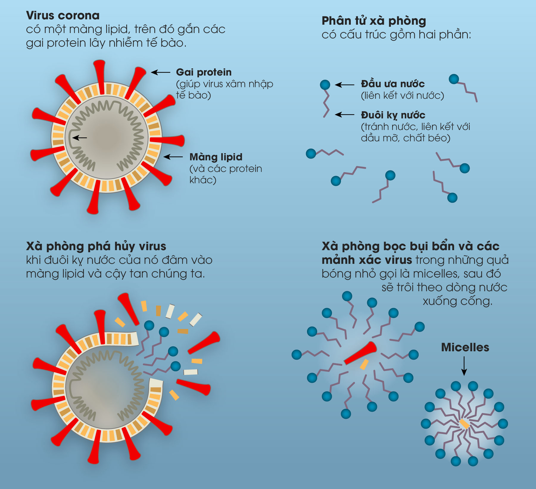 [Infographic] Lịch sử của xà phòng và cách chúng tiêu diệt virus corona - Ảnh 4.