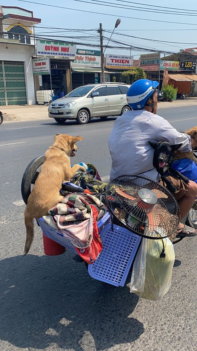 Đàn ông và chó thường là một cặp đôi rất thân thiết và phổ biến trên đường phố. Nhưng bạn đã từng thấy một đàn ông đèo chú chó yêu quý của mình đi trên chiếc xe máy chưa? Hãy cùng xem đội ngũ này hành trình đầy thú vị qua hình ảnh thú vị này!