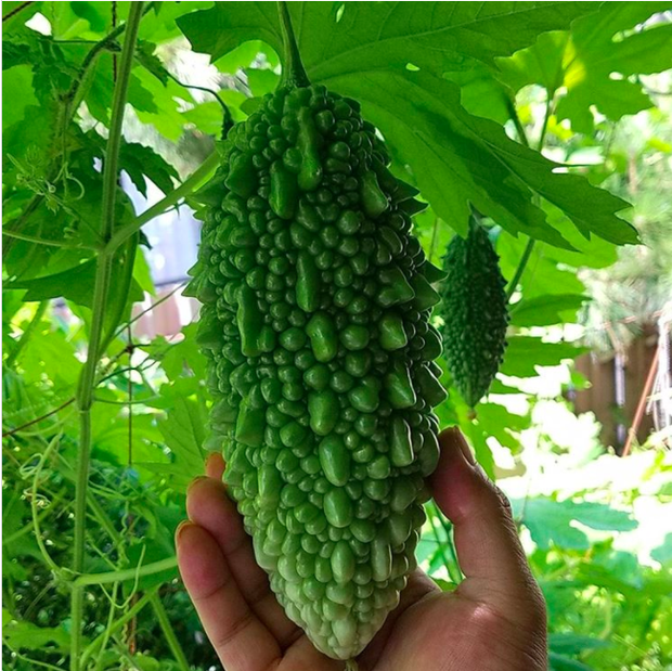 Những loại rau củ kỳ lạ nhất thế giới: Ngô 7 màu, xúp lơ trông như xương rồng - Ảnh 13. Những loại rau củ kỳ lạ nhất thế giới: Ngô 7 màu, xúp lơ trông như xương rồng - Ảnh 13.