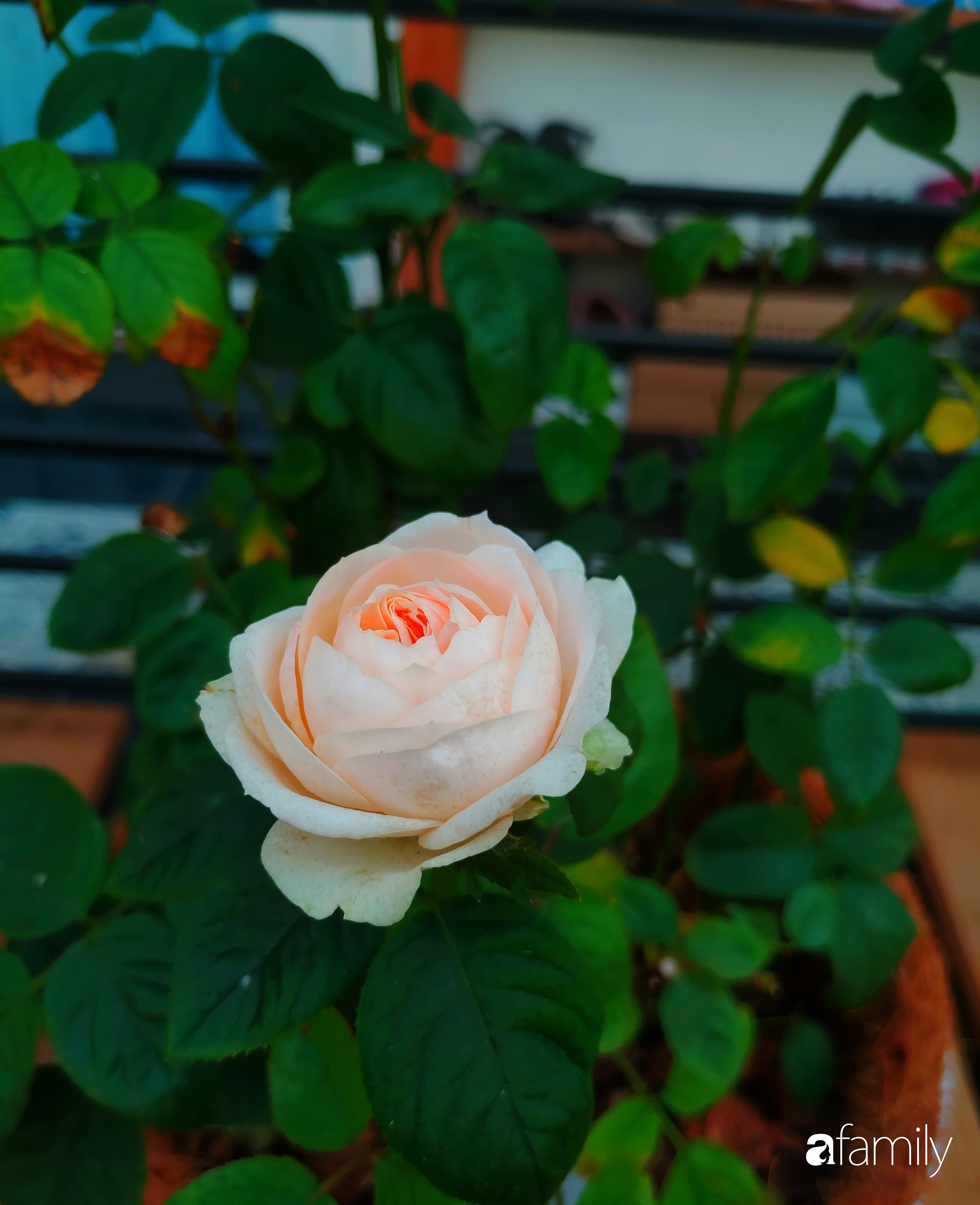 Ngôi nhà đẹp yên bình và lãng mạn nhờ người đàn ông đảm đang tự decor vườn và trồng đủ loại hồng ở Sài Gòn - Ảnh 15. Ngôi nhà đẹp yên bình và lãng mạn nhờ người đàn ông đảm đang tự decor vườn và trồng đủ loại hồng ở Sài Gòn - Ảnh 15.
