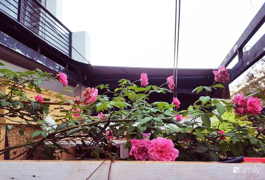 Ngôi nhà đẹp yên bình và lãng mạn nhờ người đàn ông đảm đang tự decor vườn và trồng đủ loại hồng ở Sài Gòn - Ảnh 14. Ngôi nhà đẹp yên bình và lãng mạn nhờ người đàn ông đảm đang tự decor vườn và trồng đủ loại hồng ở Sài Gòn - Ảnh 14.