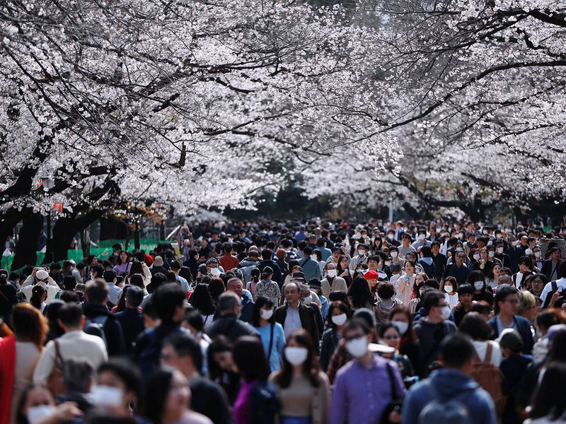 Bất chấp cảnh báo về dịch Covid-19, nhiều người ở Nhật vẫn đổ xô đi ngắm hoa anh đào và xem sự kiện tại sân vận động mà không đeo khẩu trang - Ảnh 1.
