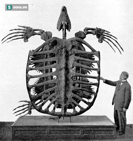 Phát hiện hóa thạch loài rùa khổng lồ ở Nam Mỹ, to bằng chiếc ô tô - Ảnh 1.