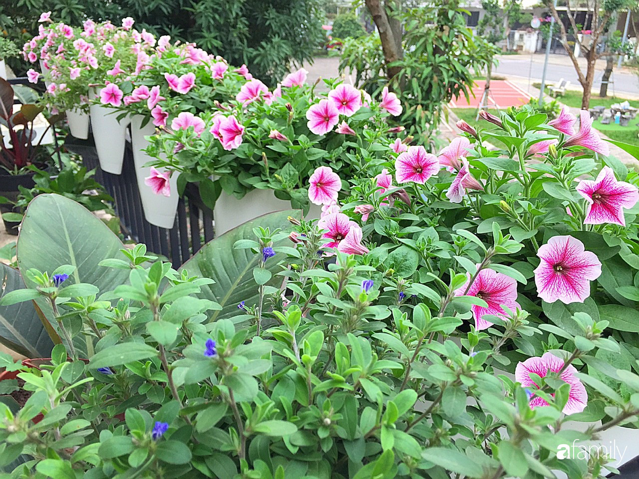 Không gian sống ngát hương bên khu vườn ngập tràn nắng ấm và rực rỡ sắc hoa ở Hà Nội - Ảnh 9. Không gian sống ngát hương bên khu vườn ngập tràn nắng ấm và rực rỡ sắc hoa ở Hà Nội - Ảnh 9.