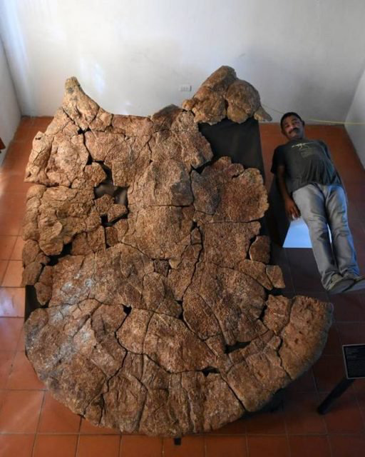 Phát hiện hóa thạch loài rùa khổng lồ ở Nam Mỹ, to bằng chiếc ô tô - Ảnh 2.