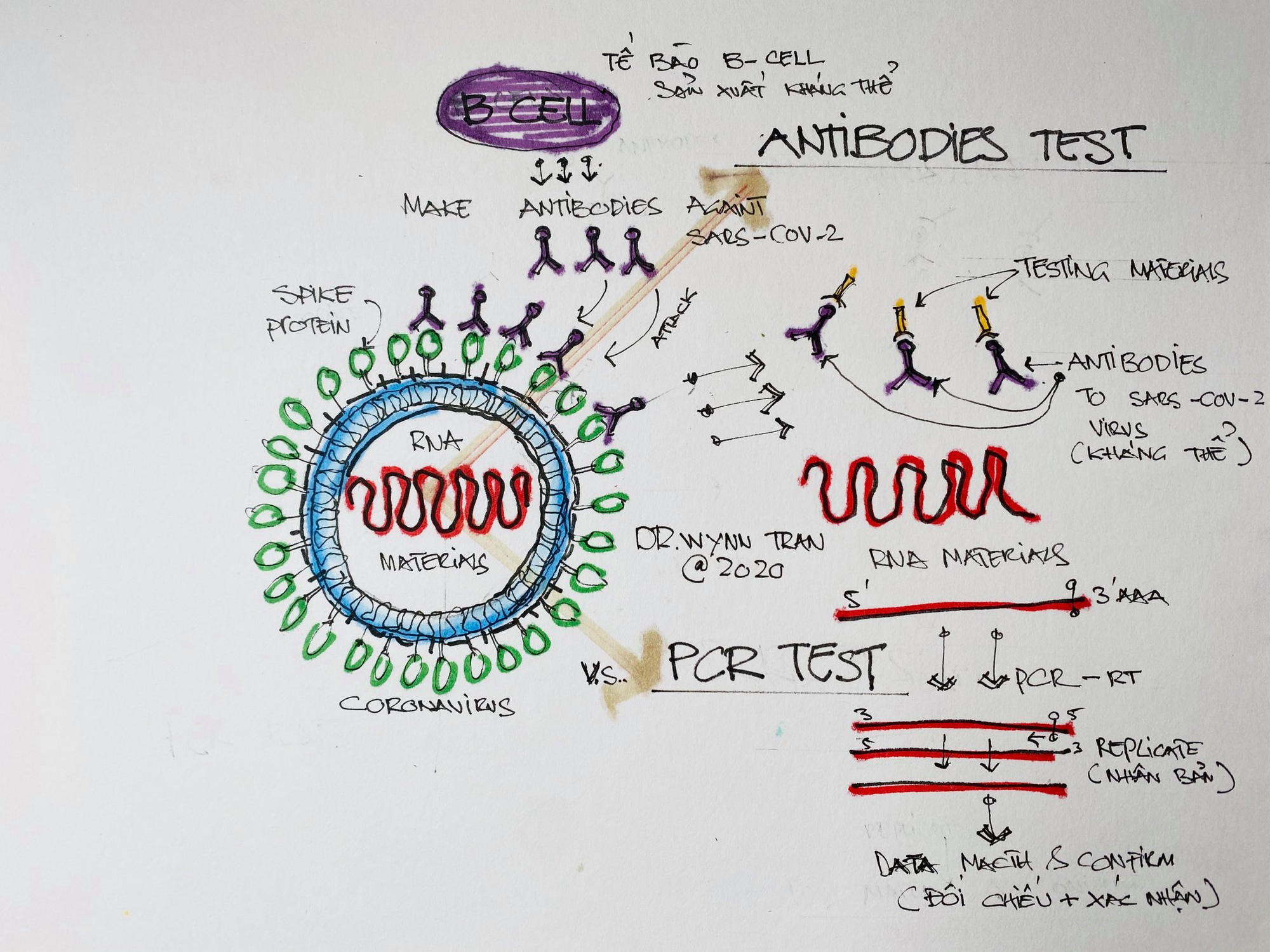 PGS.TS.BS Nguyễn Lân Hiếu giải đáp thắc mắc: Người dân có nên thử test Covid-19? - Ảnh 6. PGS.TS.BS Nguyễn Lân Hiếu giải đáp thắc mắc: Người dân có nên thử test Covid-19? - Ảnh 6.