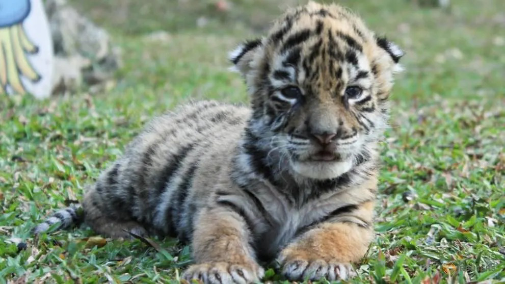 Nhỡ chào đời đúng mùa dịch, hổ con được vườn thú đặt luôn tên là… Covid - Ảnh 2.