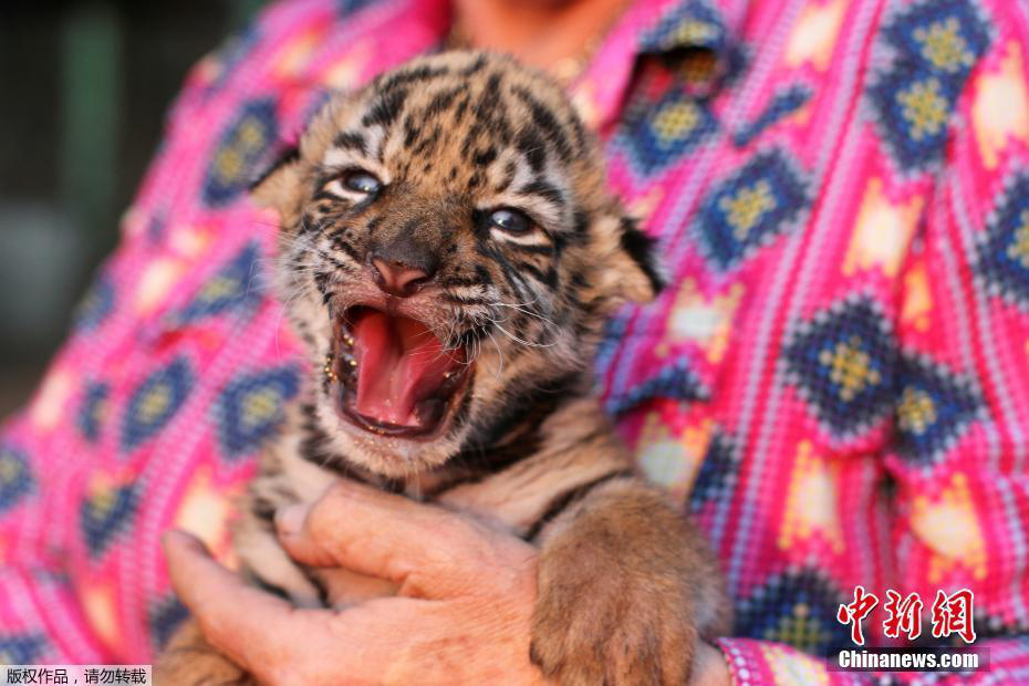 Nhỡ chào đời đúng mùa dịch, hổ con được vườn thú đặt luôn tên là… Covid - Ảnh 1.