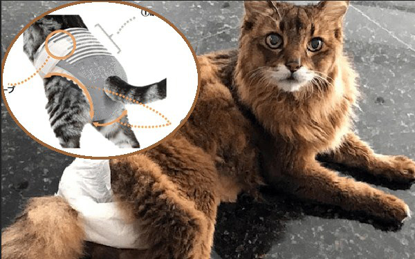 Tín đồ yêu mèo Nhật Bản phát cuồng vì sắp có tã bỉm vệ sinh &quot;siêu vừa vặn, siêu thấm hút&quot; mới dành riêng cho thú cưng - Ảnh 2.
