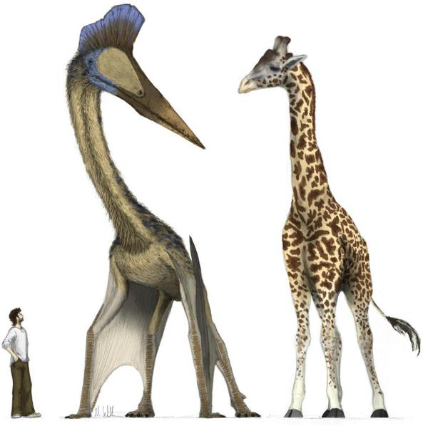 Top 10 sinh vật siêu khổng lồ thời tiền sử dễ bị nhầm thành khủng long - Ảnh 5.