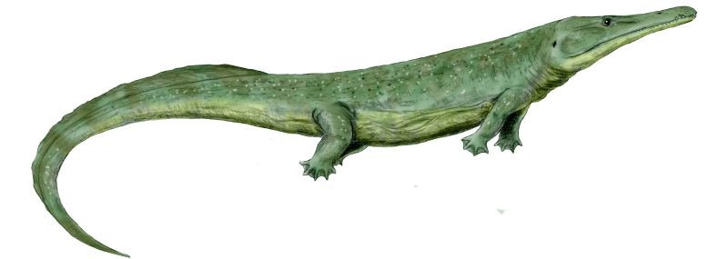 Top 10 sinh vật siêu khổng lồ thời tiền sử dễ bị nhầm thành khủng long - Ảnh 7.