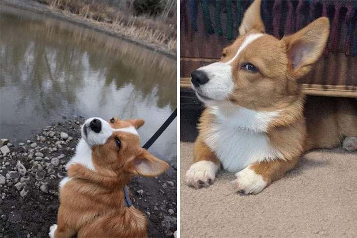 Ra mà xem &quot;động corgi&quot; hơn nửa triệu thành viên xôm nhất Facebook, chị em yêu động vật mau mau tham gia đi nào - Ảnh 14.