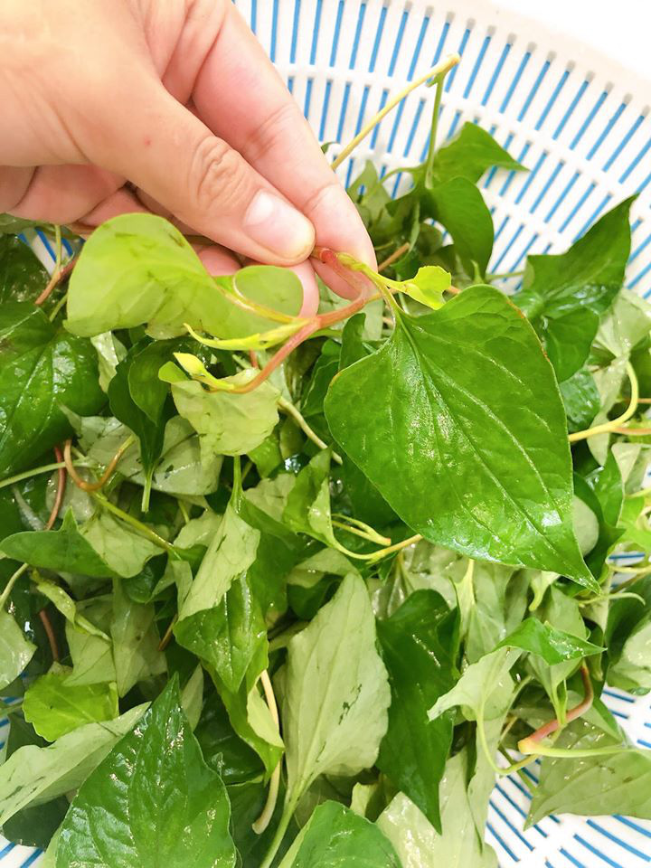 Món rau gây “mâu thuẫn gia đình”: người ăn được thì sẽ thích mê, kẻ ngửi mùi thôi đã… xây xẩm mặt mày - Ảnh 4. Món rau gây “mâu thuẫn gia đình”: người ăn được thì sẽ thích mê, kẻ ngửi mùi thôi đã… xây xẩm mặt mày - Ảnh 4.