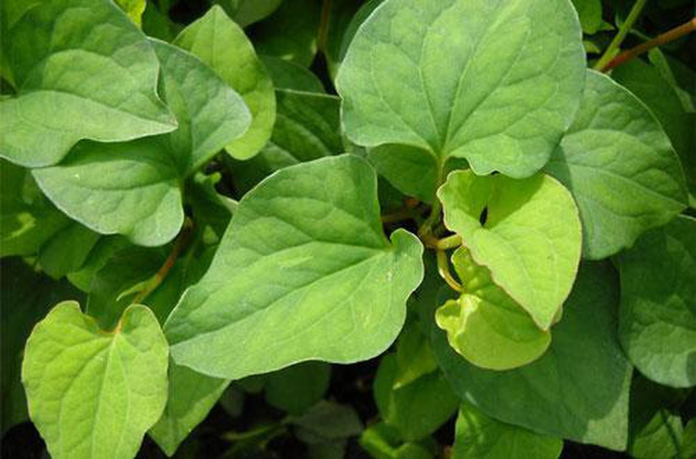Món rau gây “mâu thuẫn gia đình”: người ăn được thì sẽ thích mê, kẻ ngửi mùi thôi đã… xây xẩm mặt mày - Ảnh 1. Món rau gây “mâu thuẫn gia đình”: người ăn được thì sẽ thích mê, kẻ ngửi mùi thôi đã… xây xẩm mặt mày - Ảnh 1.