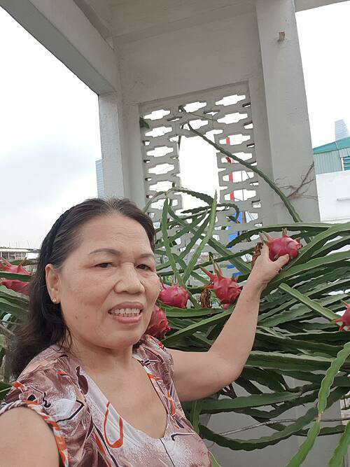 Trầm trồ với vườn thanh long trên sân thượng nhà stylist Lê Minh Ngọc - Ảnh 4. Trầm trồ với vườn thanh long trên sân thượng nhà stylist Lê Minh Ngọc - Ảnh 4.