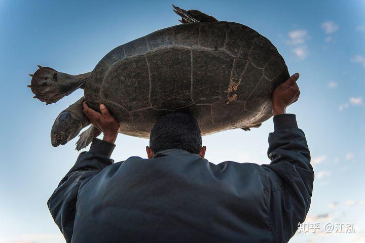 Phát hiện loài rùa cổ đại lớn nhất từng tồn tại trên Trái Đất - Ảnh 3.