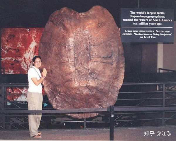 Phát hiện loài rùa cổ đại lớn nhất từng tồn tại trên Trái Đất - Ảnh 2.