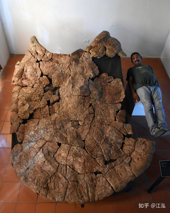 Phát hiện loài rùa cổ đại lớn nhất từng tồn tại trên Trái Đất - Ảnh 4.
