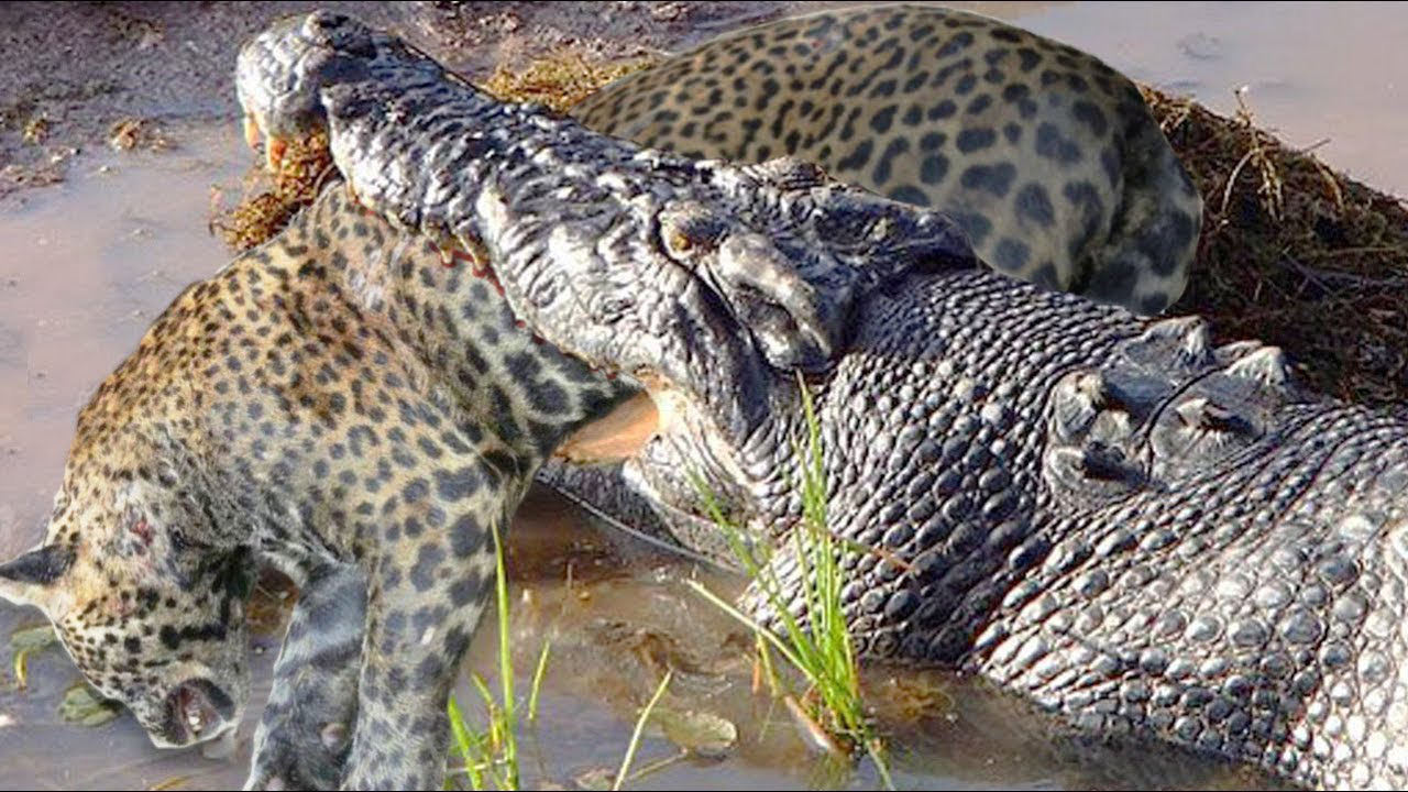 Báo hoa mai chết thảm trong hàm cá sấu: Bị kéo lê với xương vỡ vụn
