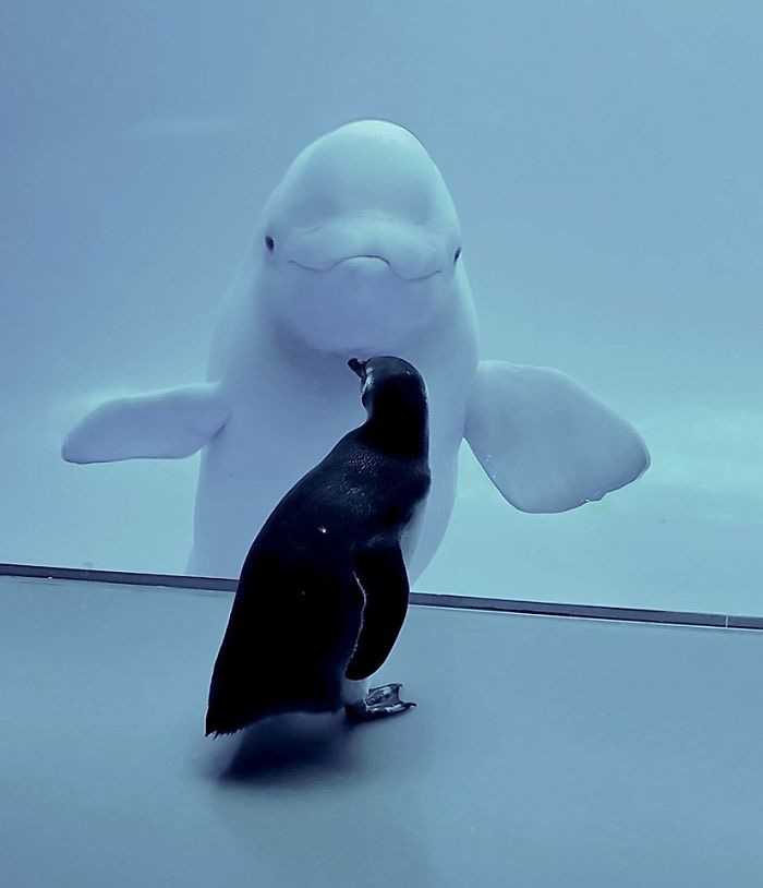 Cuộc gặp gỡ hiếm có khó tìm mà &quot;yêu không chịu nổi&quot; của đại diện Nam Cực và Bắc Cực: Chim cánh cụt đi lang thang trong thủy cung đóng cửa bắt gặp cá voi trắng  - Ảnh 2.