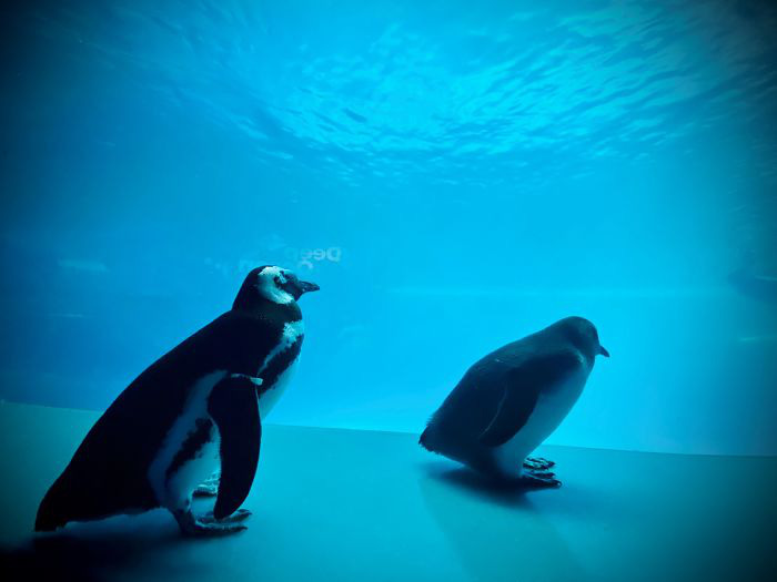 Cuộc gặp gỡ hiếm có khó tìm mà &quot;yêu không chịu nổi&quot; của đại diện Nam Cực và Bắc Cực: Chim cánh cụt đi lang thang trong thủy cung đóng cửa bắt gặp cá voi trắng  - Ảnh 4.