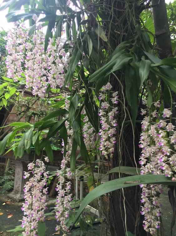 Nhà vườn 10.000m2 của nghệ sĩ Giang còi ngập hoa và trái cây - Ảnh 17.
