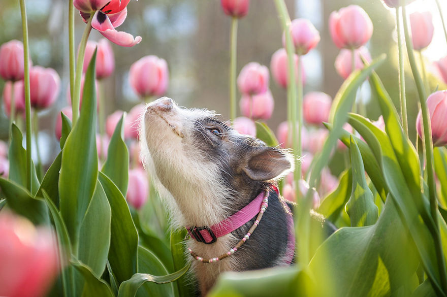 Bộ ảnh chú heo nhỏ dạo chơi giữa vườn hoa tulip khiến người xem muốn &quot;lịm tim&quot; - Ảnh 3.
