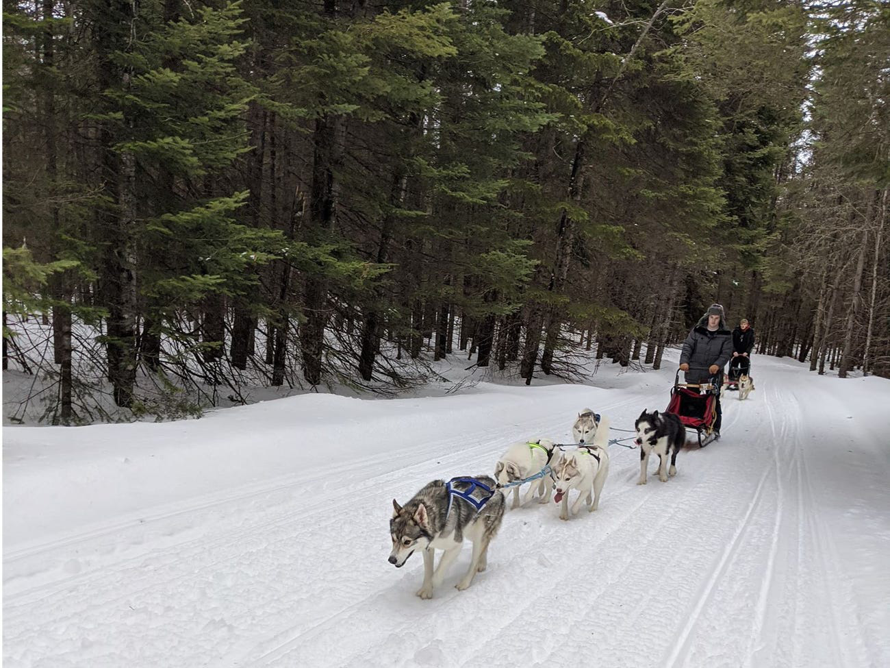 Cô gái sử dụng đàn chó kéo xe trượt tuyết để giao hàng cho người cao tuổi, giúp họ khỏi phải ra ngoài mua sắm - Ảnh 1.