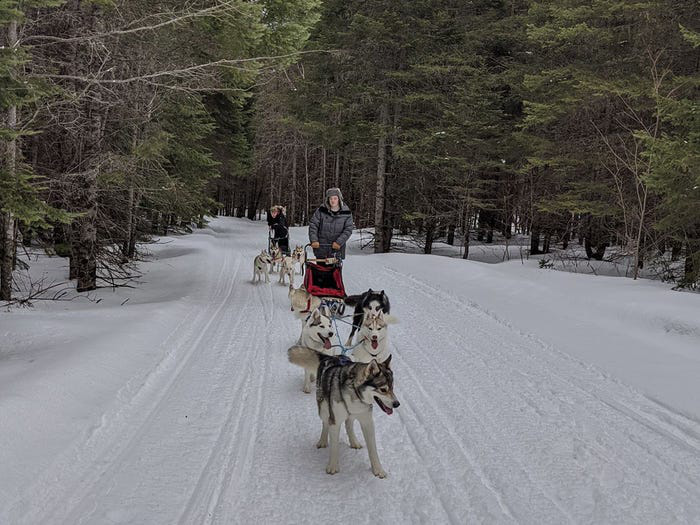 Cô gái sử dụng đàn chó kéo xe trượt tuyết để giao hàng cho người cao tuổi, giúp họ khỏi phải ra ngoài mua sắm - Ảnh 3.