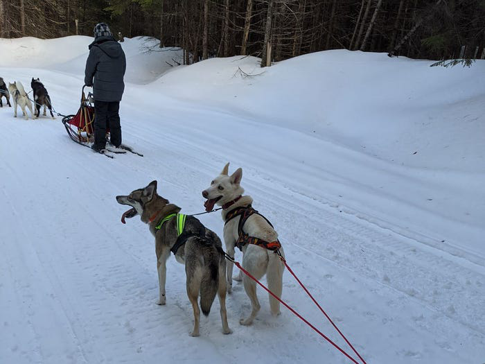 Cô gái sử dụng đàn chó kéo xe trượt tuyết để giao hàng cho người cao tuổi, giúp họ khỏi phải ra ngoài mua sắm - Ảnh 5.