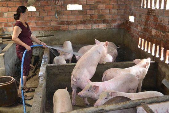 Sớm đảm bảo nguồn cung thịt lợn đáp ứng đủ nhu cầu trong nước  - Ảnh 1.