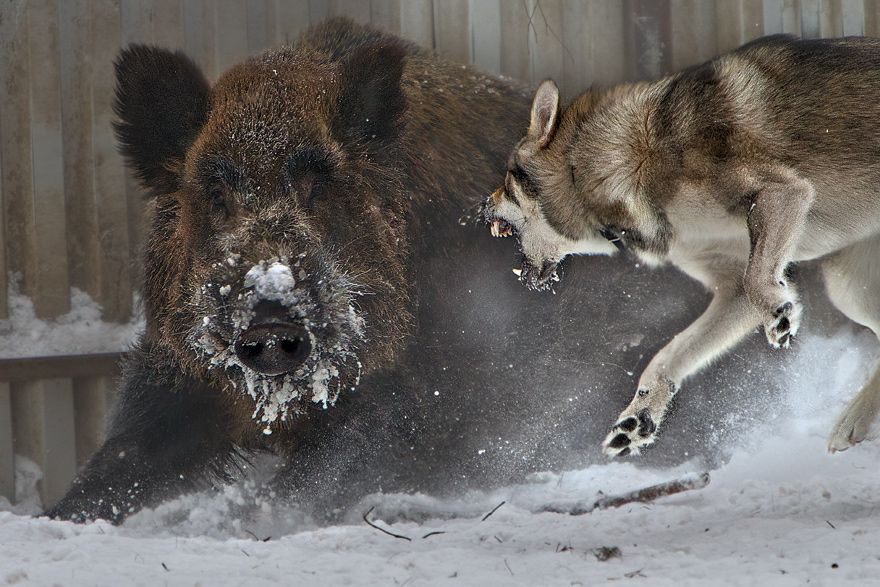 Bầy sói luân phiên nhau tấn công lợn rừng hung dữ: Kết cục, con mồi hay kẻ đi săn phải chết? - Ảnh 1.