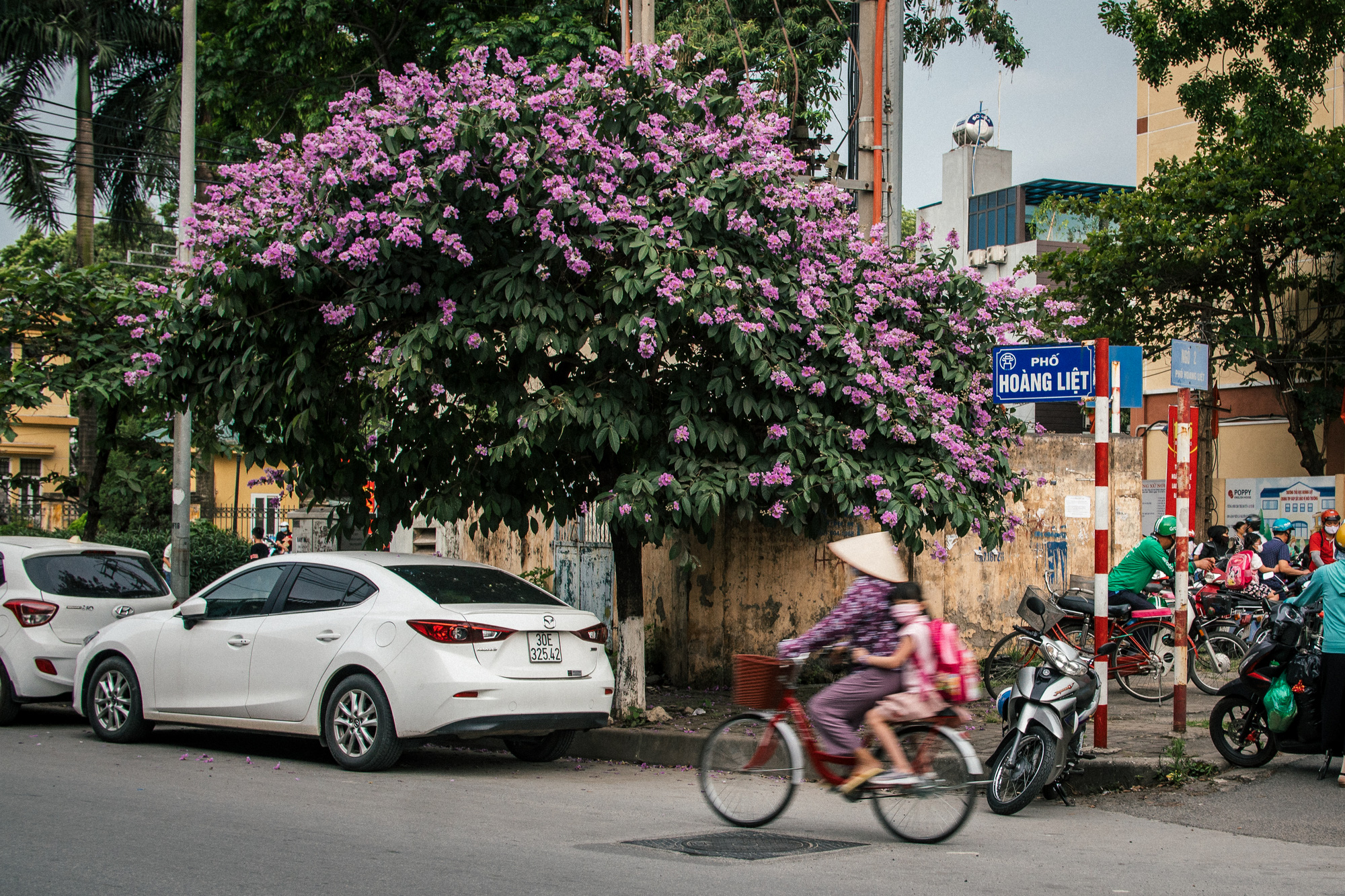 Bằng lăng nhuộm tím phố phường Hà Nội - Ảnh 13.