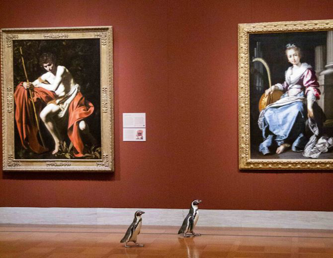 Ba chú chim cánh cụt được mời đến tham quan và thưởng thức nghệ thuật đỉnh cao trong bảo tàng Mỹ vào mùa cách ly - Ảnh 4.