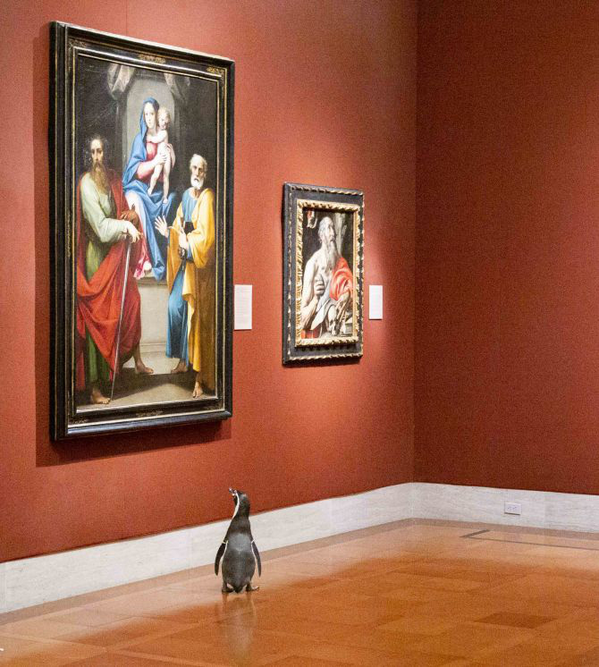 Ba chú chim cánh cụt được mời đến tham quan và thưởng thức nghệ thuật đỉnh cao trong bảo tàng Mỹ vào mùa cách ly - Ảnh 3.