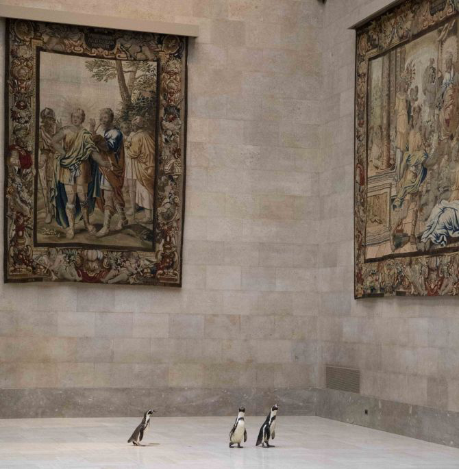 Ba chú chim cánh cụt được mời đến tham quan và thưởng thức nghệ thuật đỉnh cao trong bảo tàng Mỹ vào mùa cách ly - Ảnh 2.